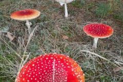 120996029_778353226294462_5775887134223385732_n