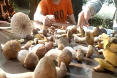 119597208_4368757733196739_8215824881897930336_n